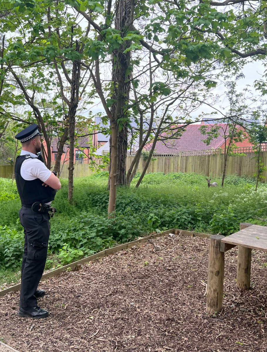 Officers today conducting patrols on the Cane Hill Estate spotted a Deer acting suspiciously.

Enquiries revealed that the suspect was innocent and was then free to go about it's lawful business.

#Saferneighbourhoods

....🤣