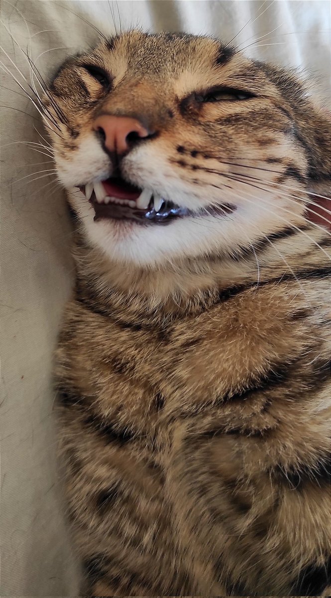 DJ_Rackham's tweet photo. @HODEAU C'est un vieux dossier ça 😽 https://t.co/YYHXdZpMu9