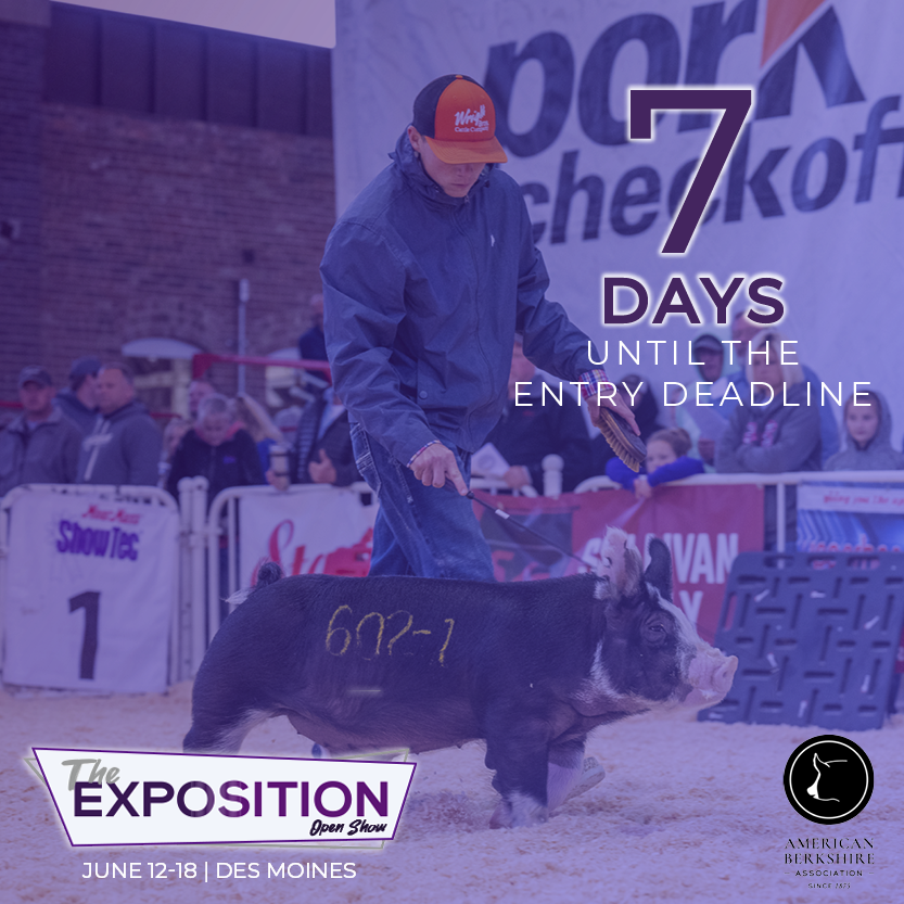 Entries for The Exposition are due in 7 days!! 
We hope to see you at the Iowa State Fairgrounds June 12-18 for a junior show, and open show and sale. 

Find Expo info at: americanberkshire.com/the-exposition/

#AmericanBerk #TheExposition22