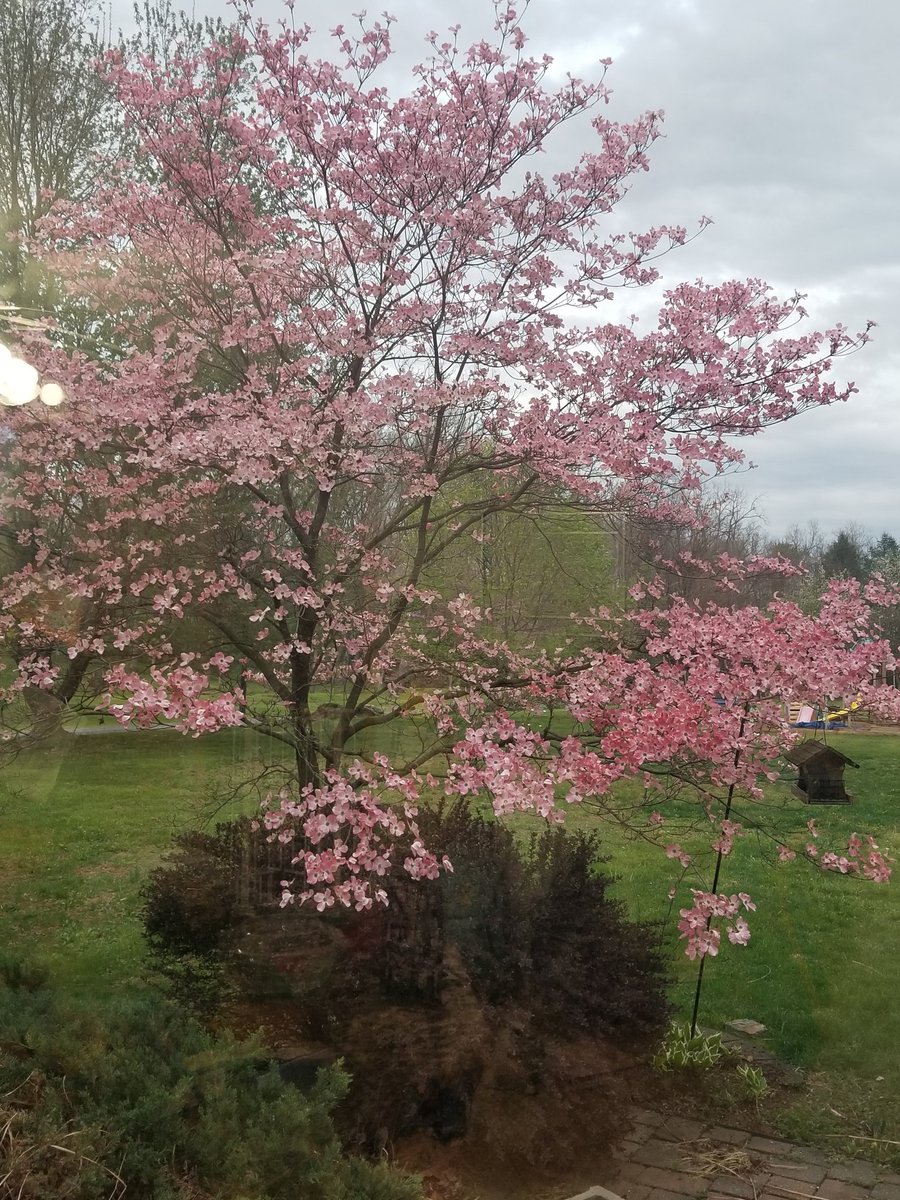 This tree by my patio is one of my favorites.  Love my little view of nature! ❤ #bssdorangefrog