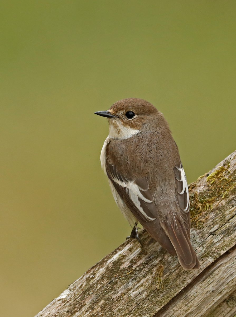 Pied flycatcher @WildlifeMag @BBCSpringwatch @Natures_Voice #BBCWildlifePOTD