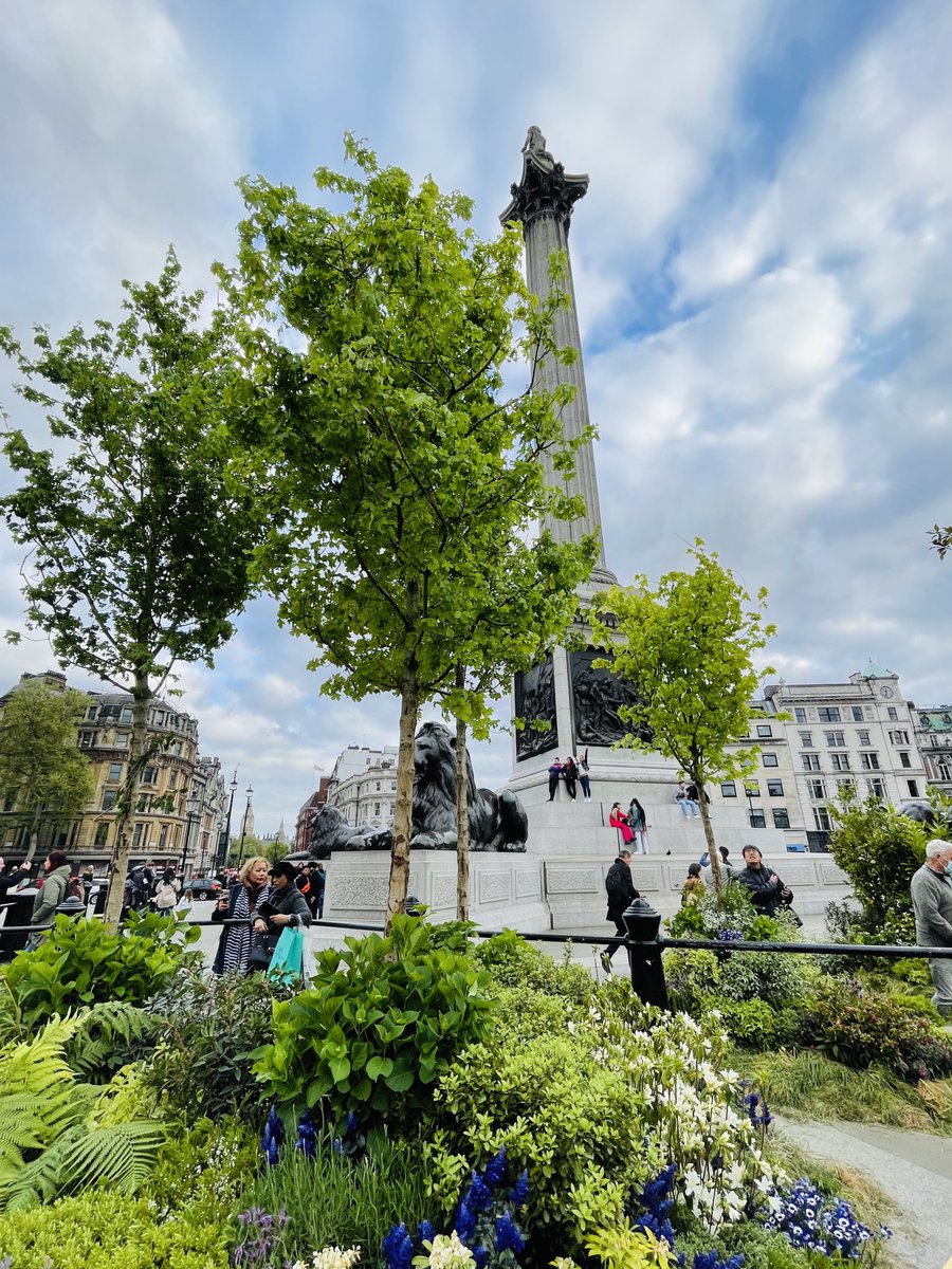 DanielChappers's tweet photo. Great little detour after work to Trafalgar Square to see the #BigRewild. Really puts the jungle into concrete jungle 🌸 🌳 🏙 https://t.co/4FBKSoz9au