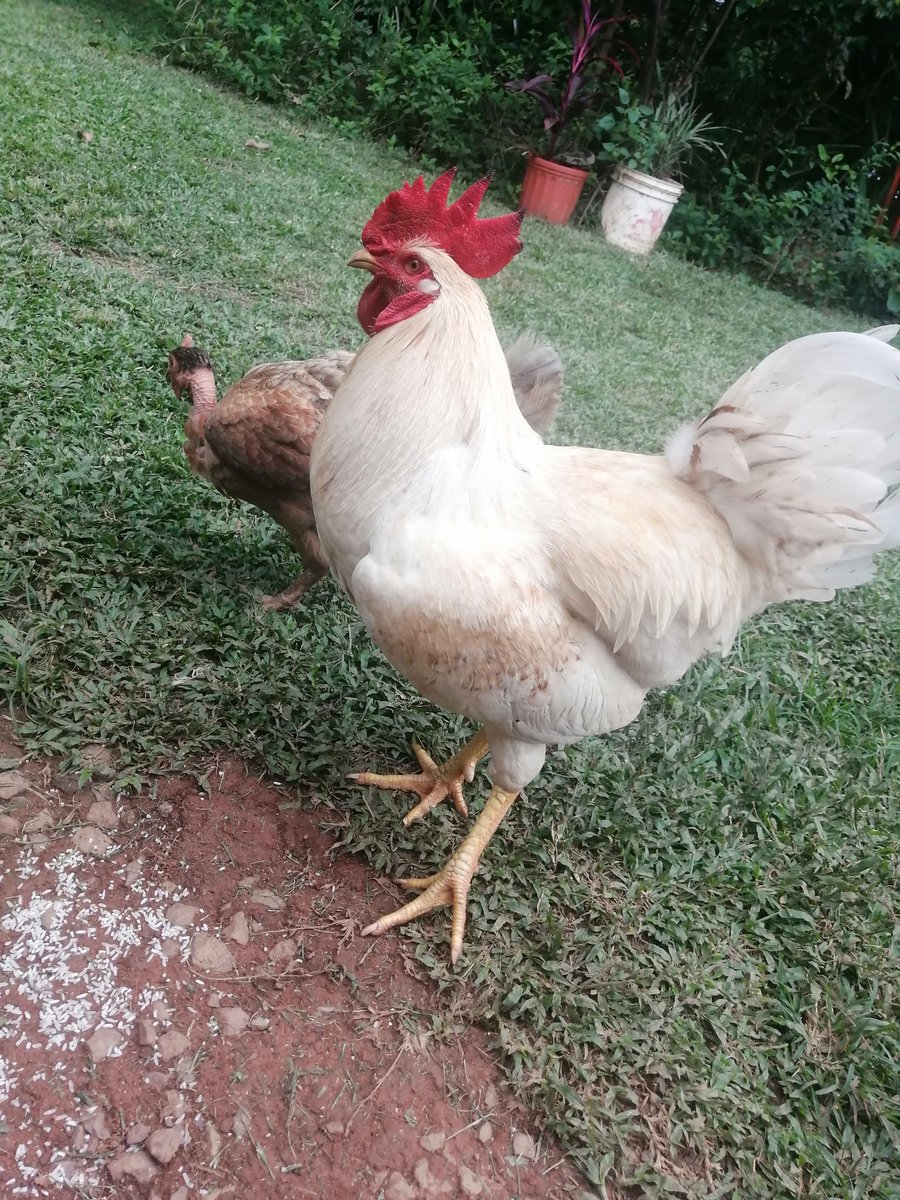 Cuando mi gallo El Fulo se pone muy altanero le digo 'qué te pasa, Kokorico', y rapidito se le pasa... #FarmTips 🐔