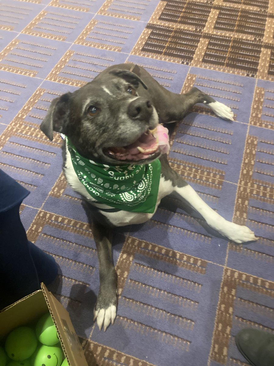 988Lifeline's tweet photo. Attending #AAS22? Come visit us at the Lifeline table and you might just meet our new furry friend, Woody! https://t.co/FpqfjGgpoo