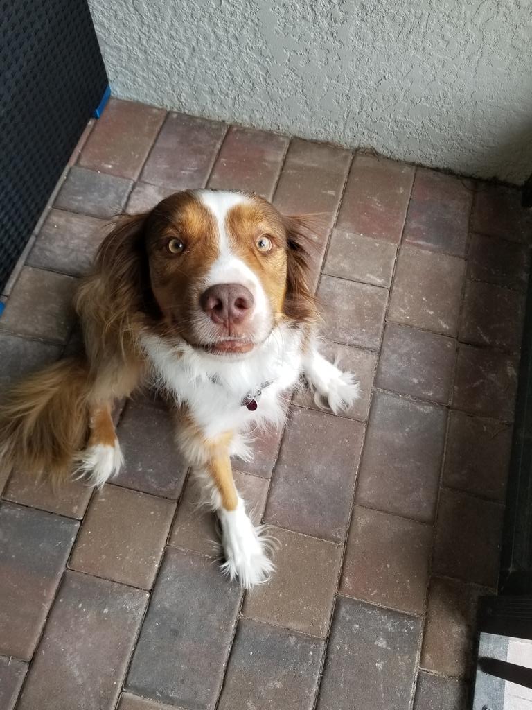 joecourtemanche's tweet photo. With our #returntotwitter rolling along, time for a #RescueDogs picture of #Chewytheaussie. https://t.co/C0RACPnqMn