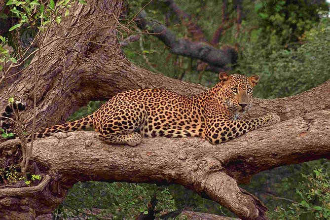 wandurlux's tweet photo. #Yala #Srilanka is home to one of the largest concentrations of leopards in the world. 🐆🐆 https://t.co/19tZeOQYQl
