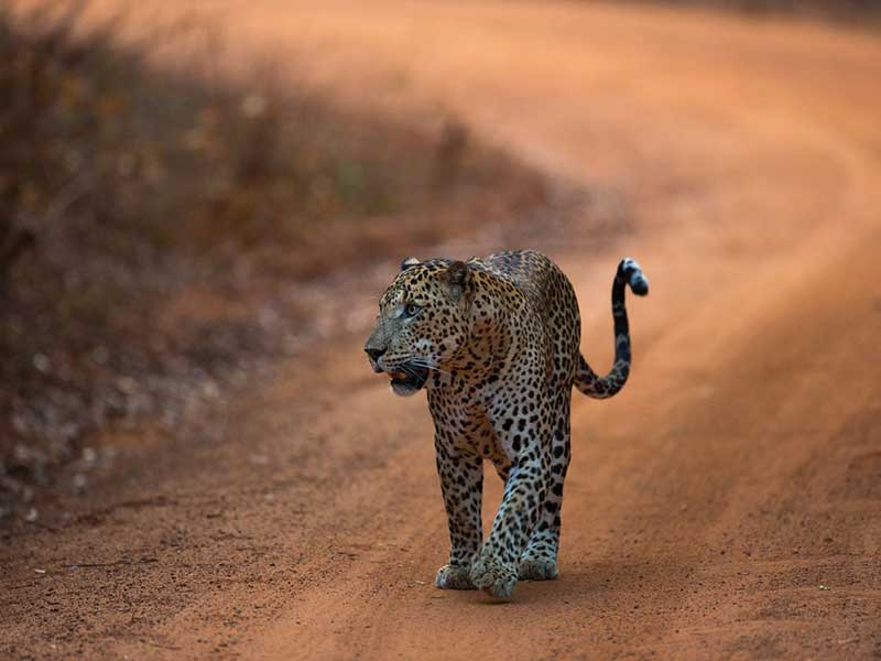 wandurlux's tweet photo. #Yala #Srilanka is home to one of the largest concentrations of leopards in the world. 🐆🐆 https://t.co/19tZeOQYQl