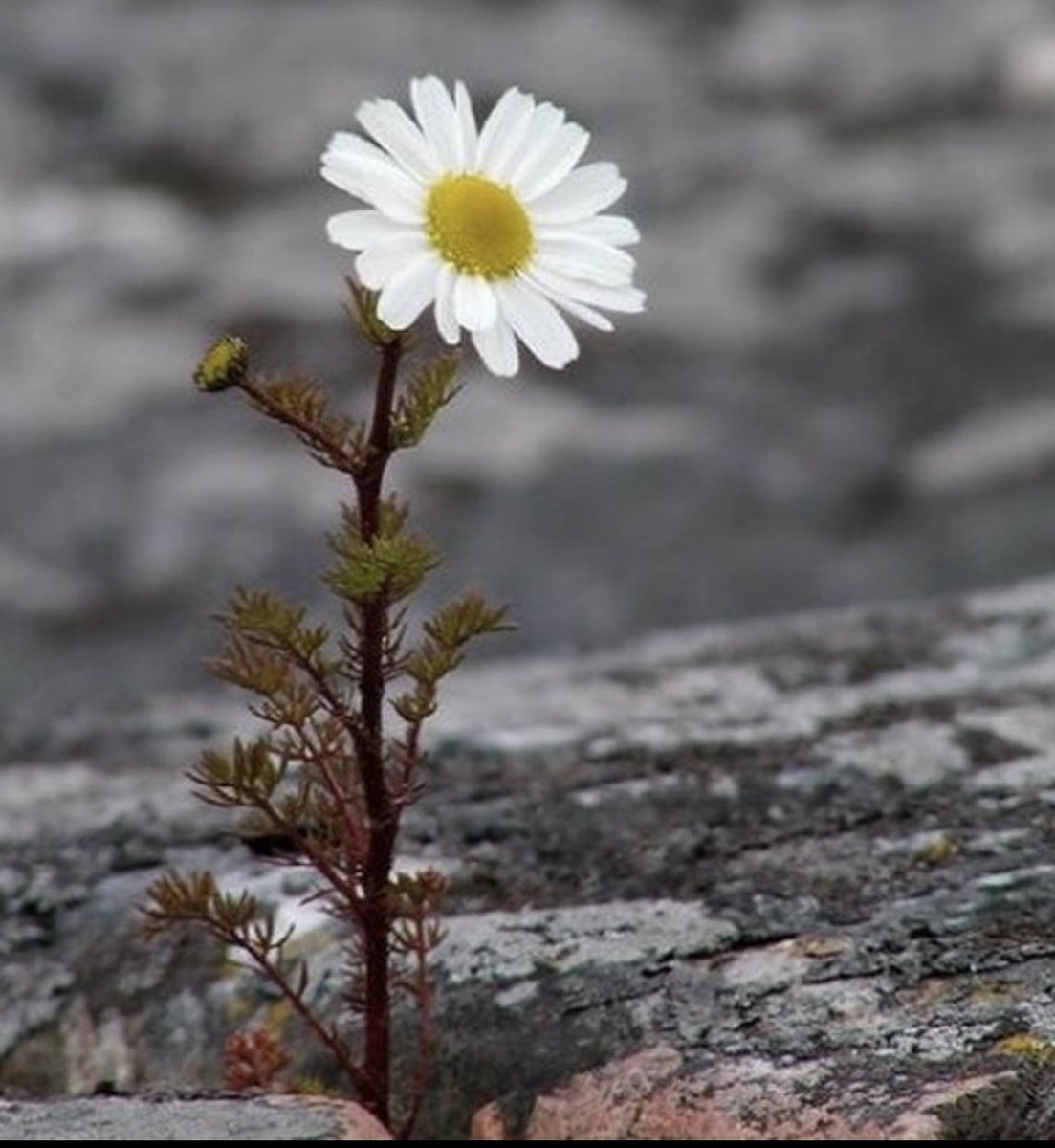 #Şamanizminde ;

Eğer Hiç Olmadık Yerlerde Bu Şekilde Açmış Çiçekler Görüyorsanız Orada Umut Var Demektir… Oranın Enerjisi Kuvvetleniyor Demektir.