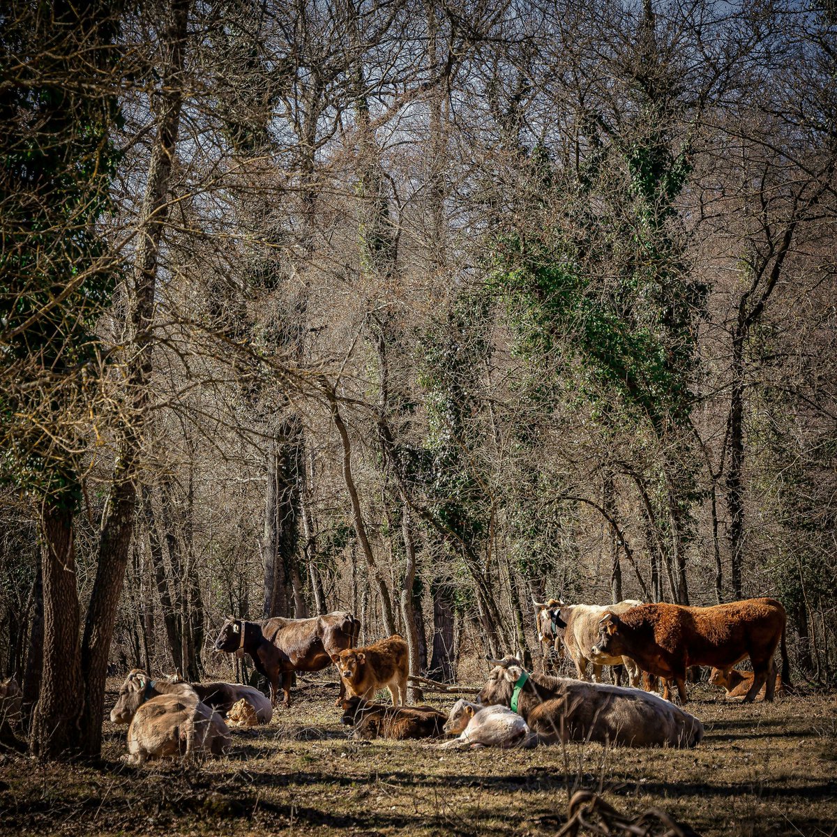 Rest_Calenric's tweet photo. Estampes del nostre entorn més proper 🐮
#calenric #valldebianya #estrellamichelin #michelinchef #michelinstar #guiamichelin #oad2021 https://t.co/m7PMlnZMAw