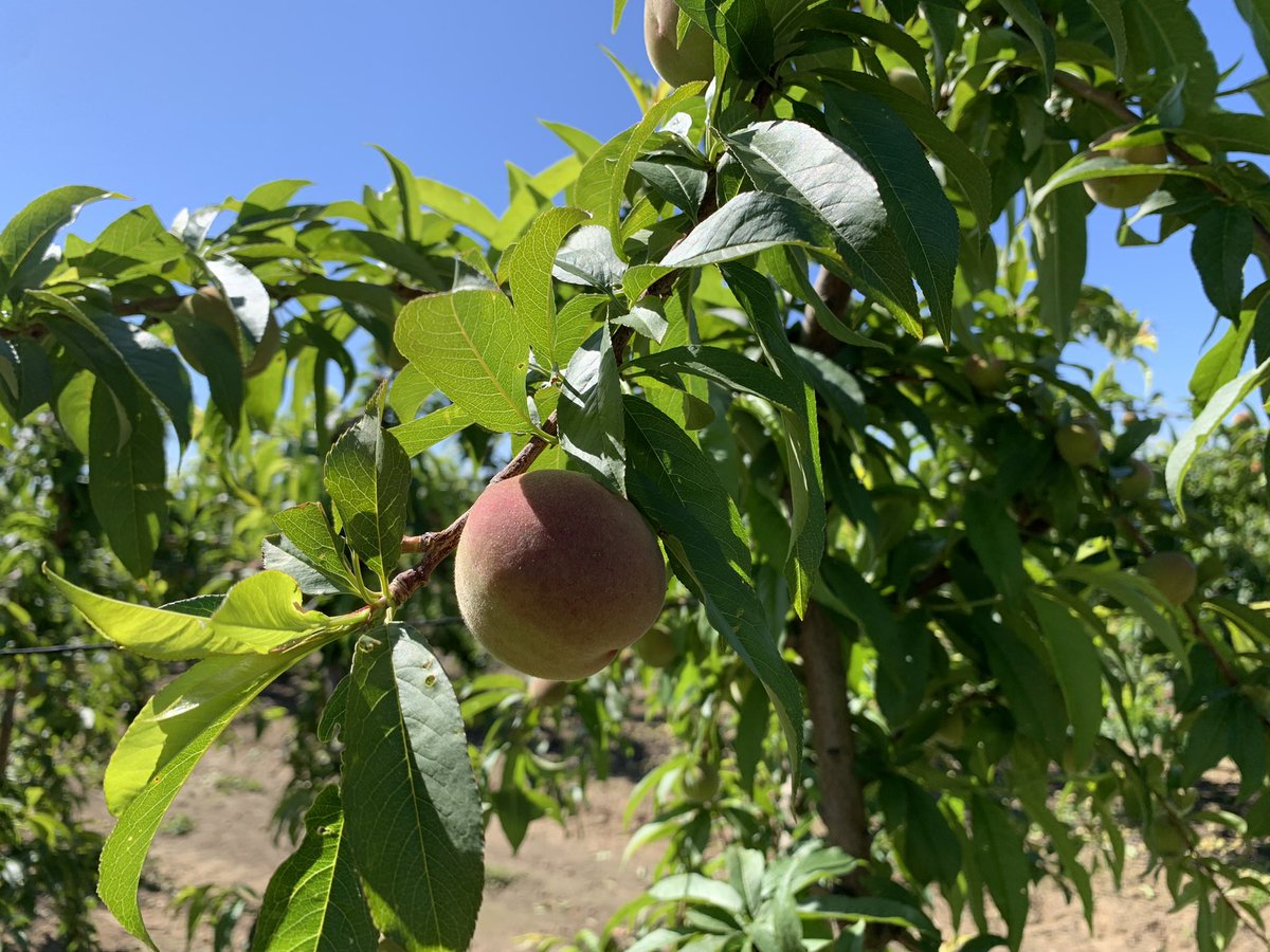pfernandez1975's tweet photo. 📷Aplicación de HF Calibra® + Abyss® de @Sipcam_es a endurecimiento de hueso en nectarina var. R-8 y melocotón var. Carla, siguiendo la recomendación de #CropBalance Finca "Cerro El Esparragal" en Valdivia (Badajoz)🍑💪#VegasAltasdelGuadiana  #frutadehueso #Extremadura #HFCalibra https://t.co/4w0GZROvQx