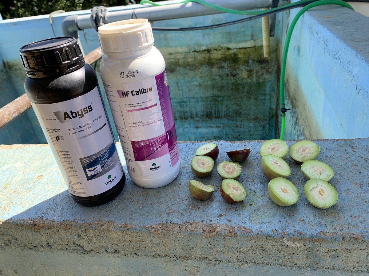 pfernandez1975's tweet photo. 📷Aplicación de HF Calibra® + Abyss® de @Sipcam_es a endurecimiento de hueso en nectarina var. R-8 y melocotón var. Carla, siguiendo la recomendación de #CropBalance Finca "Cerro El Esparragal" en Valdivia (Badajoz)🍑💪#VegasAltasdelGuadiana  #frutadehueso #Extremadura #HFCalibra https://t.co/4w0GZROvQx