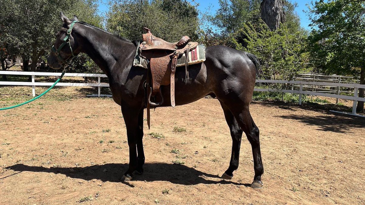 Lisa Bernard Racing Stables & Sport Horses (@lbracingstables) / Posts / X