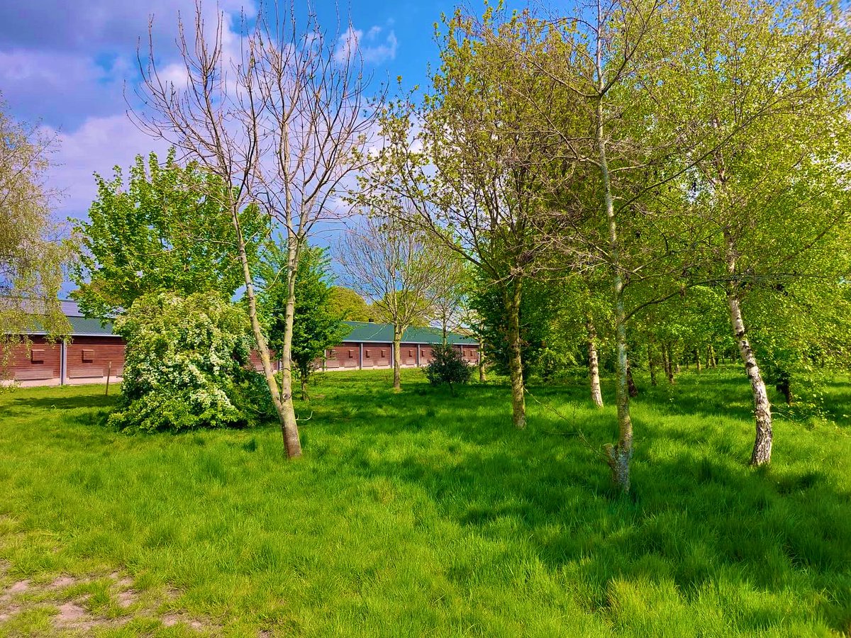 We are all set for letting the ladies out on Monday! Just look at that lush green grass out on the range. Here at Sapling Home Farm, we plant a variety of grasses, which attract a variety of insects and tasty treats for the hens! We cannot wait to let them roam free again!