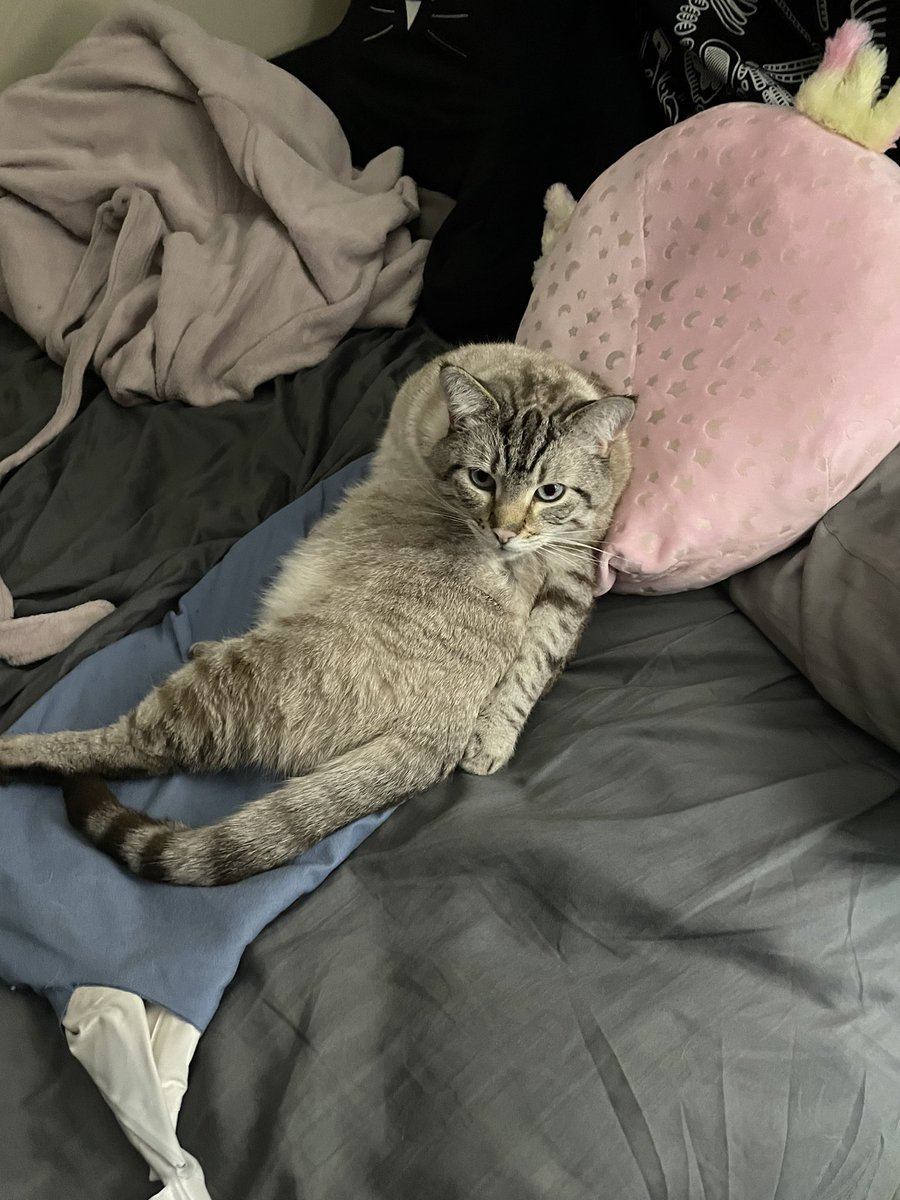 libra_witch's tweet image. My favorite cat factoid is that they love to sit on/surround themselves with objects their owners spend a lot of time with (pictured is my switch controller, heating pad, and scouts blanket) because that means it must be important!