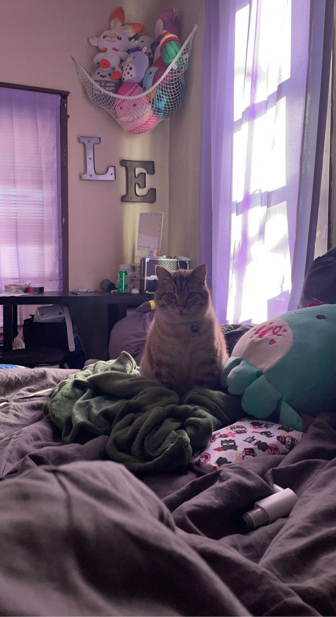 libra_witch's tweet image. My favorite cat factoid is that they love to sit on/surround themselves with objects their owners spend a lot of time with (pictured is my switch controller, heating pad, and scouts blanket) because that means it must be important!