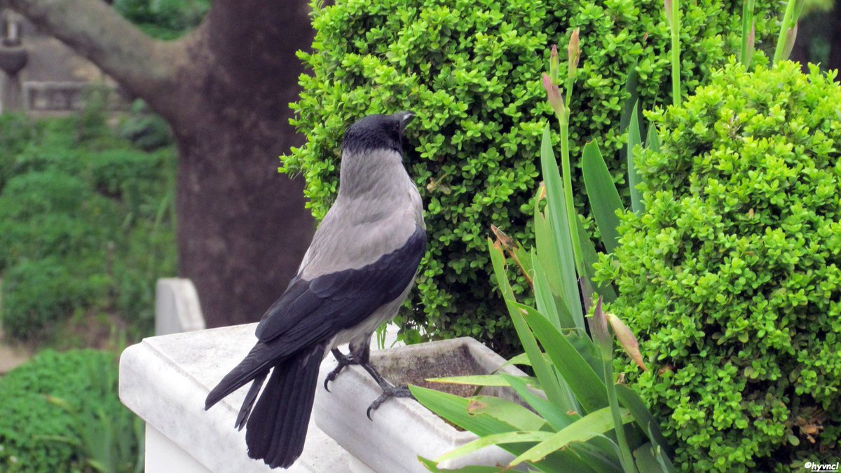 TRAKUS | Fotogaleri | Leş Kargası trakus.org/kods_bird/uye/… 

#birdbath #ottomanbirdhouse #emirsultancamii #urbanecology #urbanbirds #16x9_birds #pajareo #birdsoftwitter #500pxrtg #ThePhotoHour #dailyphoto #PintoFotografia #hayvanmanzaraları #ethnoornithology #hangitür