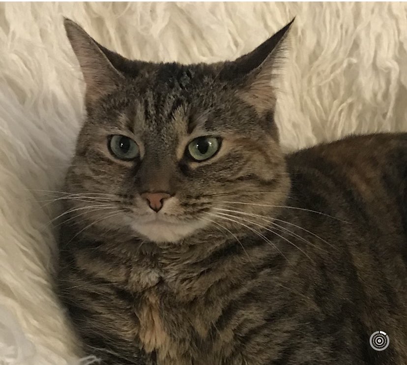 Prancer01862779's tweet image. Another picture of my kitty cat sister Reese. She doesn’t like it if I chase her. She hisses at me so I try real hard to play nice.💕