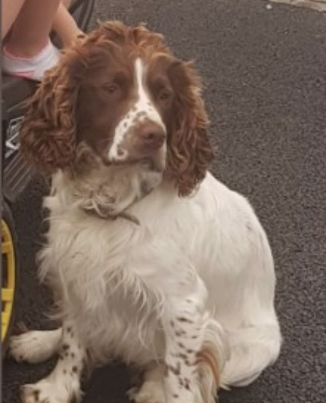 rosieDoc2's tweet photo. BUDDY male BROWN&amp;WHITE (brown spots on face)  #ESS is still not home 

Missing from #Tully / #Baylin #Athlone #CountyWestmeath 
S.IRELAND 
Since 9/4/22 where are you BUDDY? 

#SpanielHour 

https://t.co/XZ1fkJ1muP https://t.co/IYMyhmMwsI