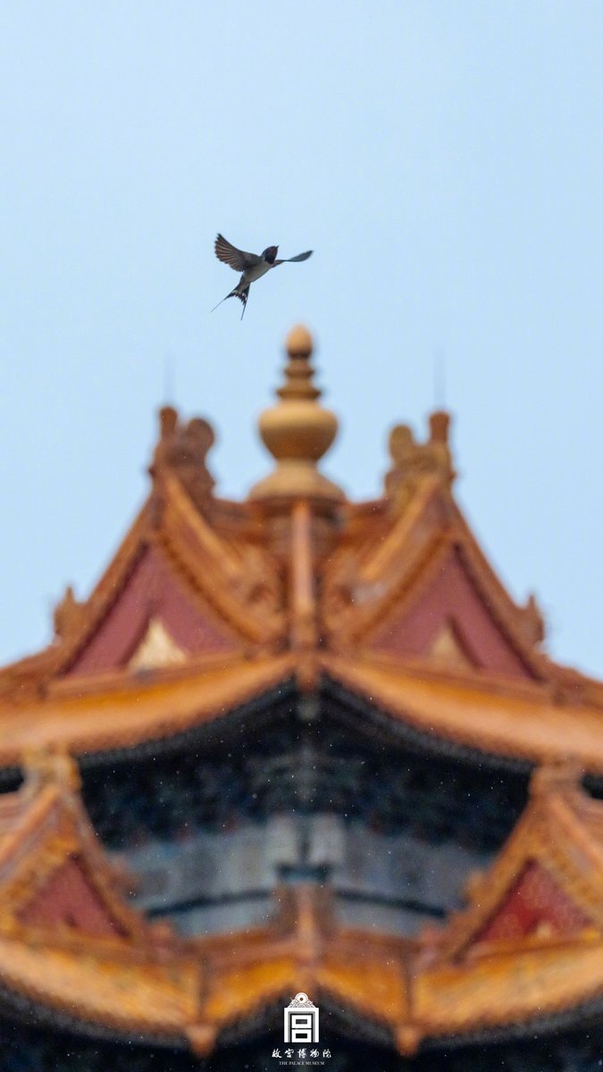 【當故宮紅牆配上飛燕，你會如何形容？】故城春獨秀，微雨燕雙飛。 ↓↓收藏春光！