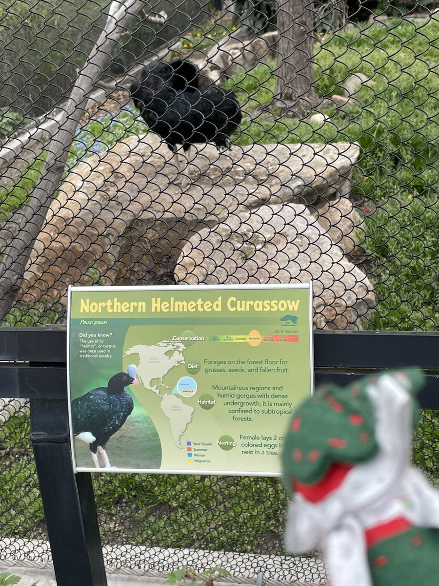 LolaKittySLC's tweet photo. #SybilOnTour #Hounds4Huntingtons @jaq421 @moggymainecoon @TracyAviary #TrumpeterSwans, #ChileanFlamingos have a lot of ducky friends in protective custody with them, #NorthernHelmetedCurassow posting by itโs sign, and our favorite #OddDuck aka #RaraAvis. https://t.co/0W0nxAnQsG