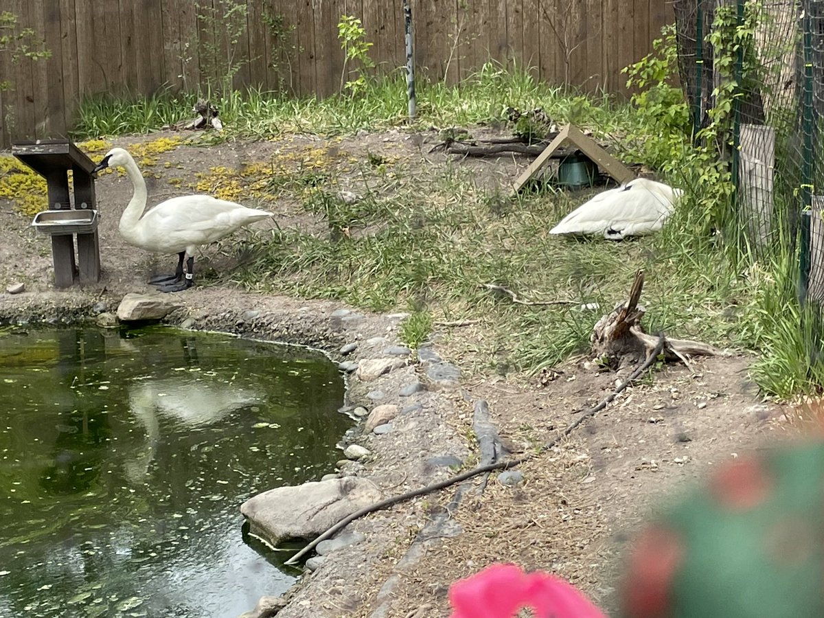 LolaKittySLC's tweet photo. #SybilOnTour #Hounds4Huntingtons @jaq421 @moggymainecoon @TracyAviary #TrumpeterSwans, #ChileanFlamingos have a lot of ducky friends in protective custody with them, #NorthernHelmetedCurassow posting by itโs sign, and our favorite #OddDuck aka #RaraAvis. https://t.co/0W0nxAnQsG