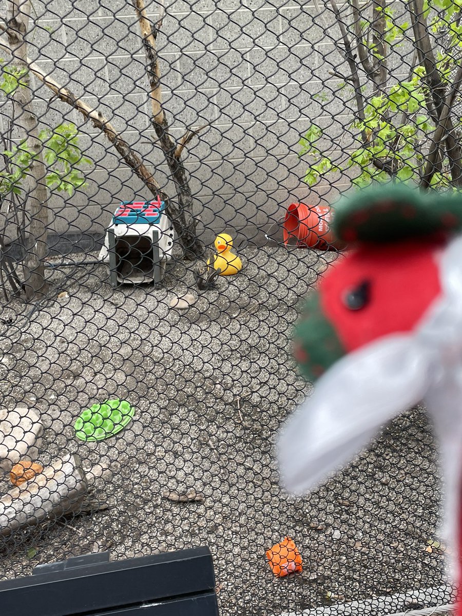 LolaKittySLC's tweet photo. #SybilOnTour #Hounds4Huntingtons @jaq421 @moggymainecoon @TracyAviary #TrumpeterSwans, #ChileanFlamingos have a lot of ducky friends in protective custody with them, #NorthernHelmetedCurassow posting by itโs sign, and our favorite #OddDuck aka #RaraAvis. https://t.co/0W0nxAnQsG
