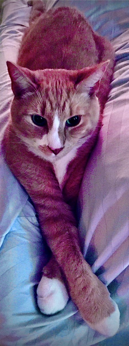 TinyBillyShow's tweet photo. Feelin���. #artistical #Unstoppable #supermodel #CatsOfTwitter 🧡❤️🧡 https://t.co/s9flxBhhb5