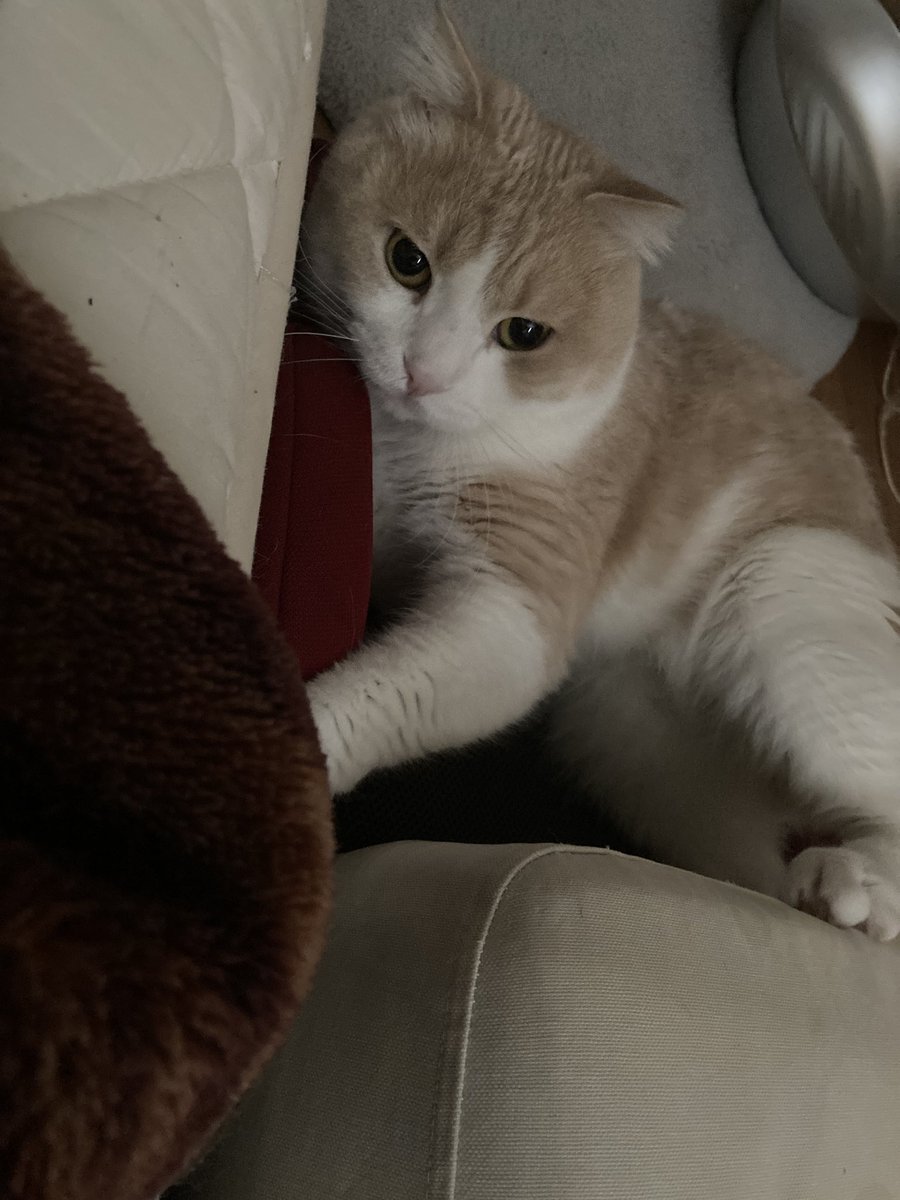 HotaruNatuki's tweet photo. おはようございます✨✨
朝起きたら、チャイルドシートの上でちゃんと寝てました💕😽w
#猫好きさんと繋がりたい 
#スコティッシュフォールド 
#癒し https://t.co/Pe2FOBasAc