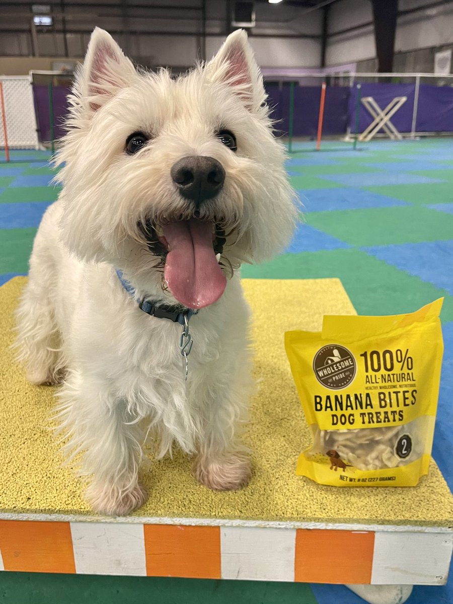 I go bananas 🍌 for these treats!! <a href="/outwardhound_/">Outward Hound</a> <a href="/WholesomePride/">Wholesome Pride</a> #raisethewoof #outwardhound #wholesomepride #DogsofTwittter #dogs #twitterdogcommunity #pets #cute