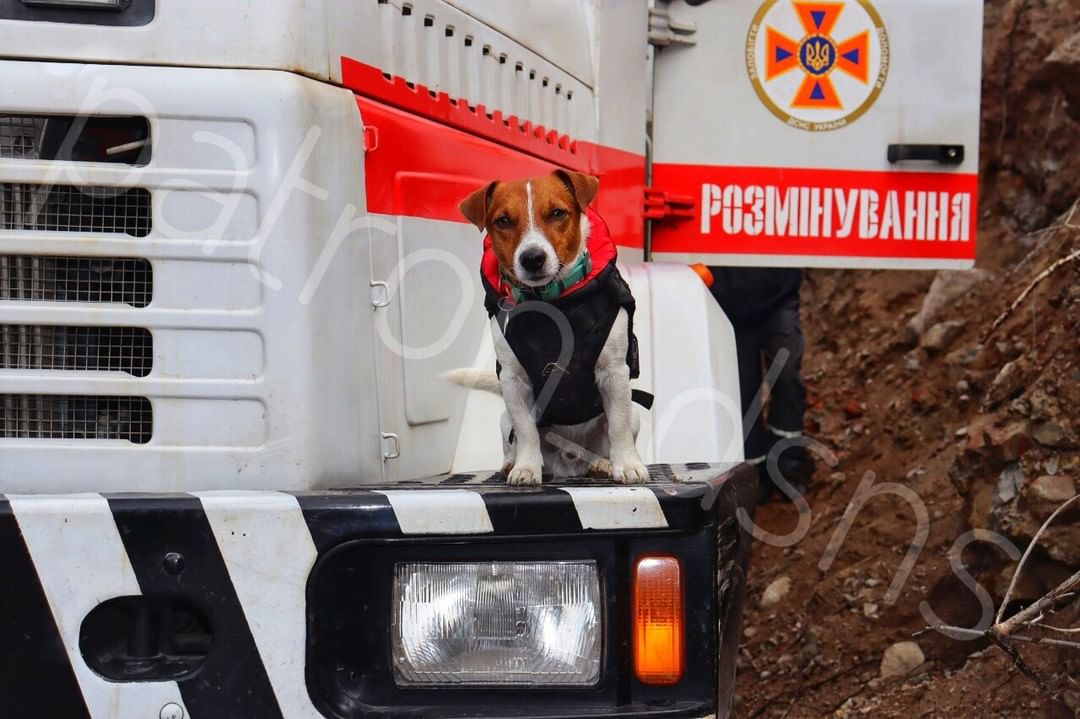 Doggy Patron - now an Honored Rescuer of Ukraine!
#Patron #StandWithUkraine #GloryToUkraine