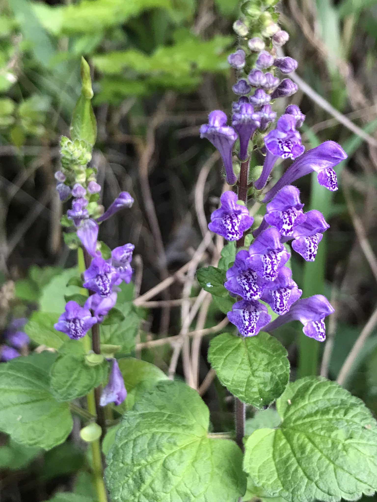 ヒメ タツナミソウ 昔と変わらずよく見かけます 咲き始めの朝の花は 蜜腺がクリアーできれいですね T Co P0ygujeu3k Twitter