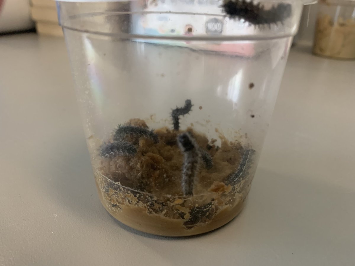 APSChristensen's tweet photo. It’s been an exciting few weeks watching the life cycle of a butterfly in 2nd grade @APSDrew @APSscience https://t.co/o9RAKNXqDM