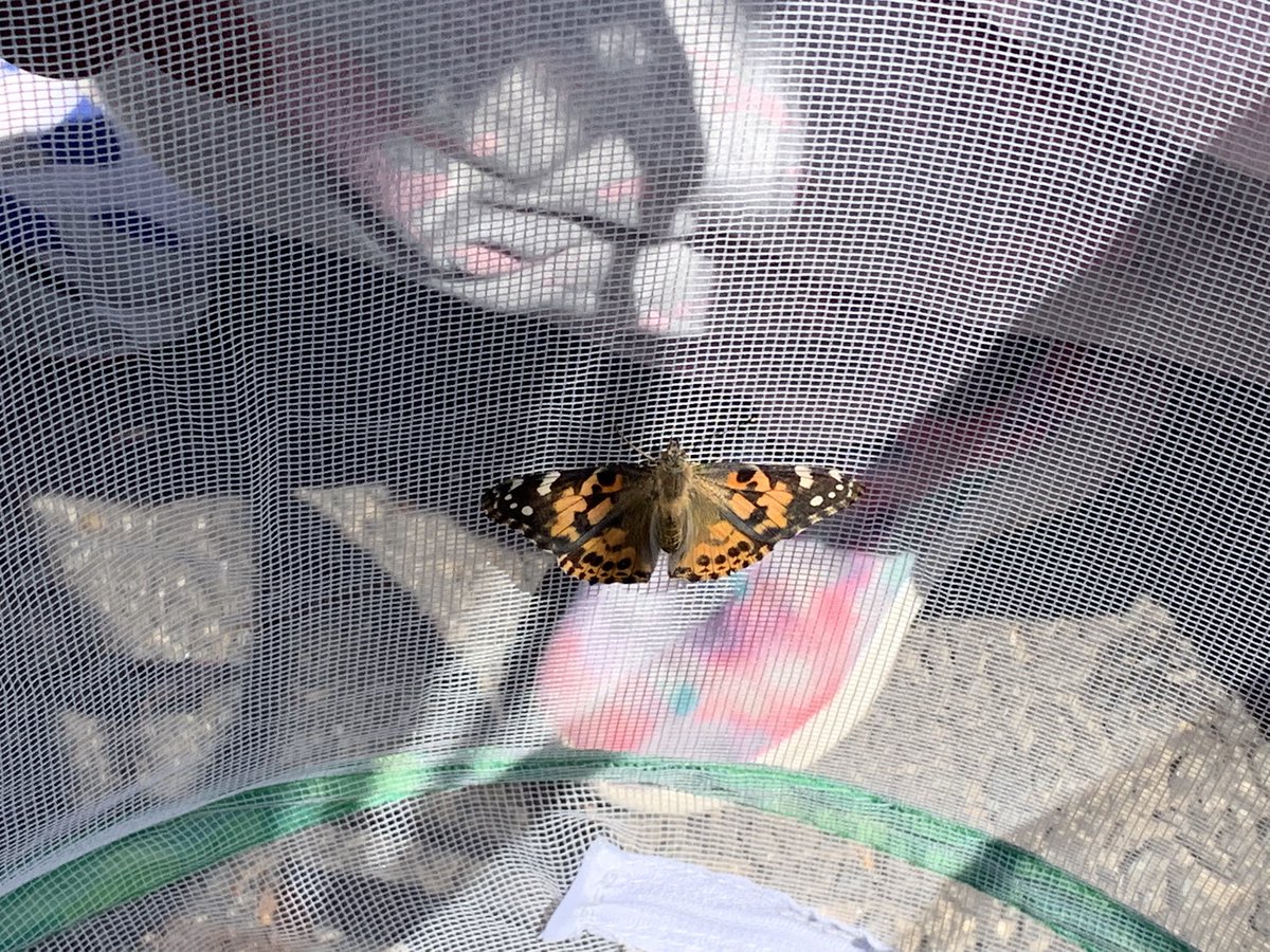 APSChristensen's tweet photo. It’s been an exciting few weeks watching the life cycle of a butterfly in 2nd grade @APSDrew @APSscience https://t.co/o9RAKNXqDM