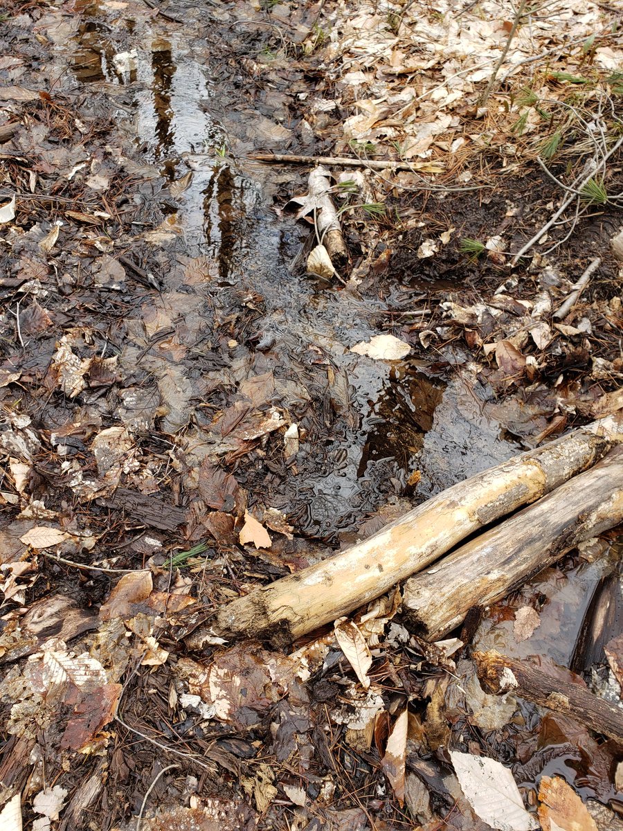 Ss in SK/1 reporting for The Mud and Bud Report: Signs of Spring.  Currently we have lots of slippery, deep mud located in 3 areas of the trail.  Buds are dark brown and pointy.  We are wondering when they will turn green.  Stay tuned!!!
<a href="/GlenOrchardPS/">Glen Orchard PS</a> @GatesKelli 
#outdoorfun