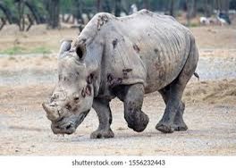 Stop poaching tweet media