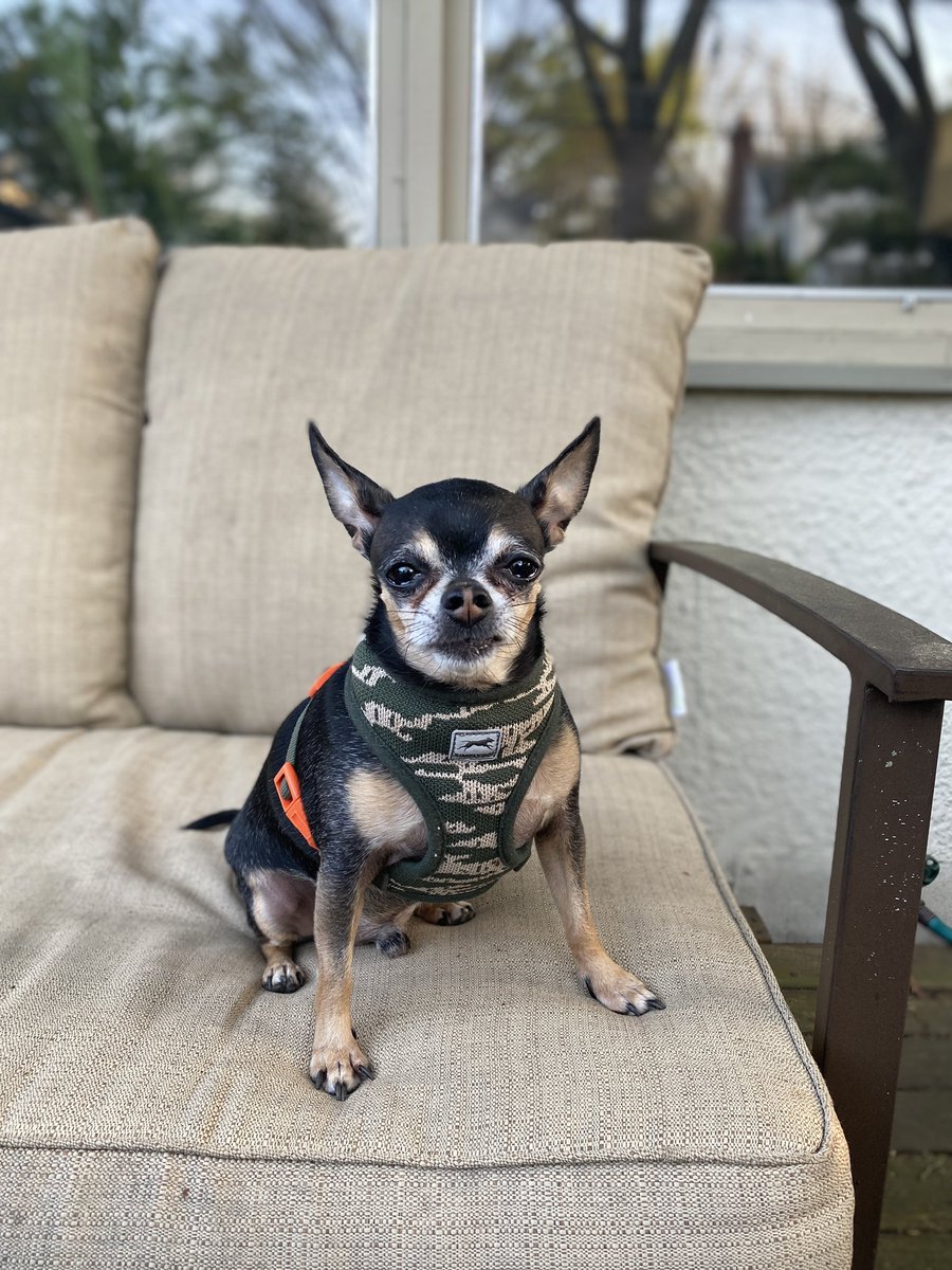 Big looks extra tough in his harness.