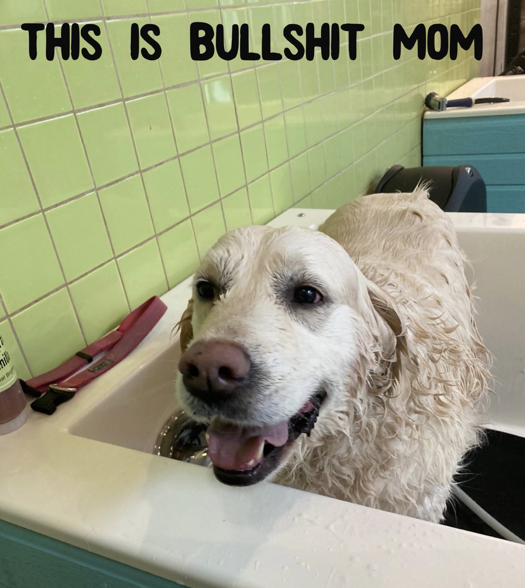CitiMutts's tweet photo. #DogsofTwitter #Emma #GoldenRetriever #BoneBoutique #DeepDeuce https://t.co/g1IBj7Eah2