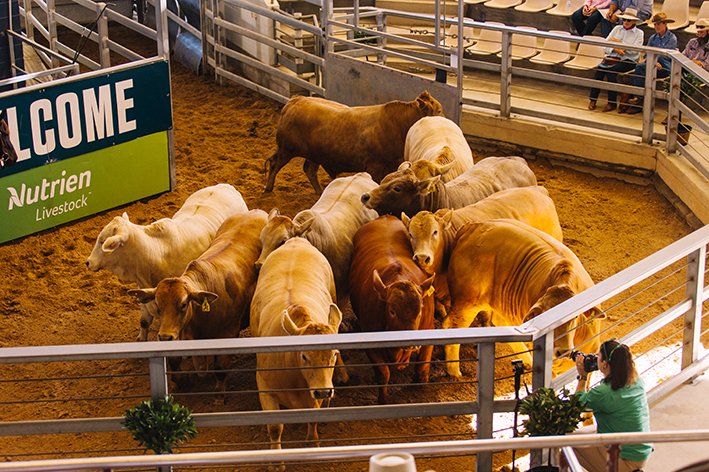 Beef Australia tweet media