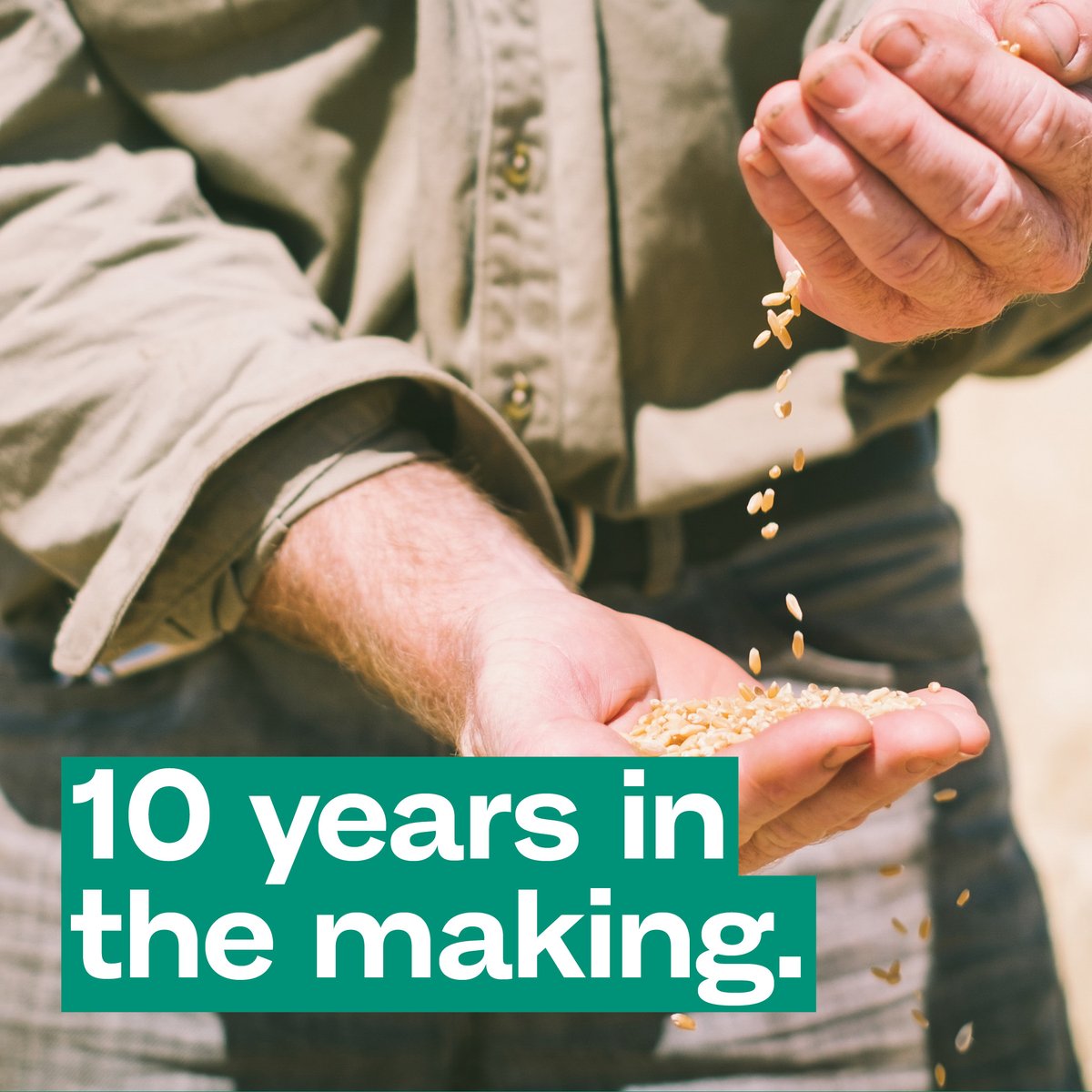 It takes up to 10 years of #research to produce #superiorGrains for #AustralianFarmers. Today's #EPRs fund the research for tomorrow's superior grains.
Complete your #HarvestDeclaration Form now.
bit.ly/EPR-Harvest

#AussieGrains #EPR #Wheat #CroppingSector