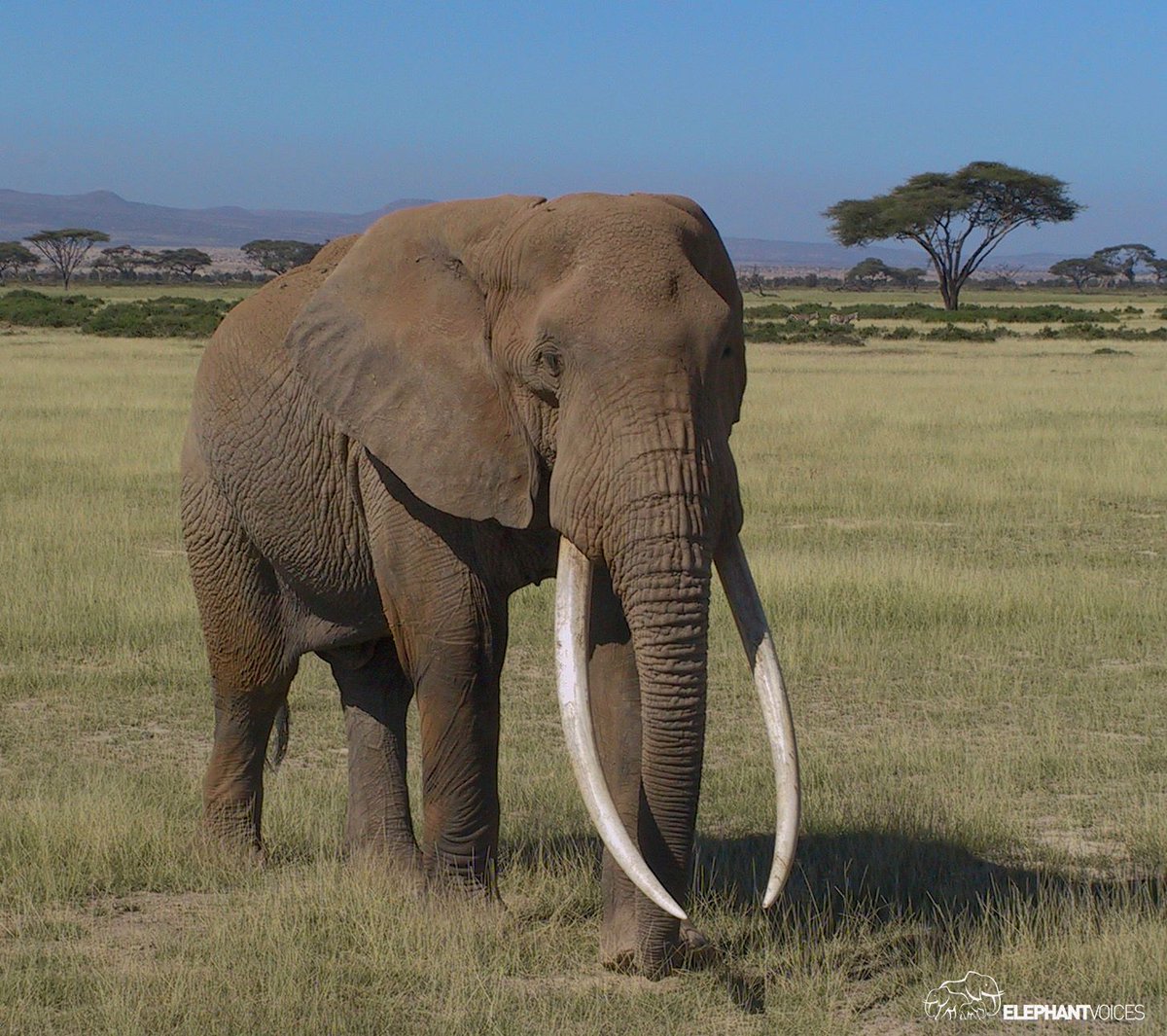 elephantvoices's tweet photo. We are heart-broken to learn of the death of Tolstoy, one of Amboseli’s great breeding males. Tolstoy was one of the few elephants in Africa with tusks that grazed the ground. Petter took this photograph in March 2004 when he was still a young male. RIP Tolstoy!
@elephanttrust https://t.co/A3zLMVeHIi
