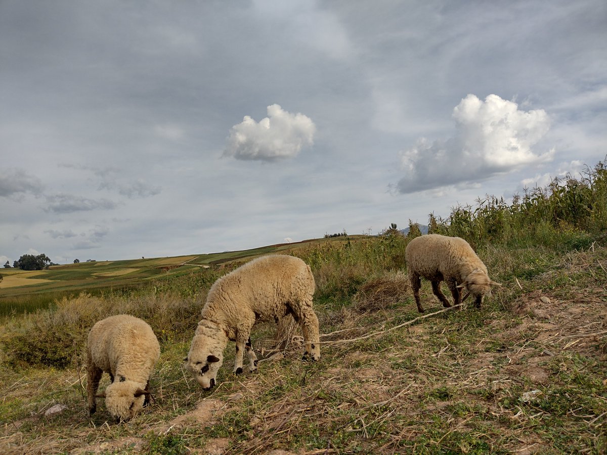 CuscoCosmo's tweet image. Salir de casa y rodearme de la naturaleza de la sierra!!! 🇵🇪😍🦙🥾