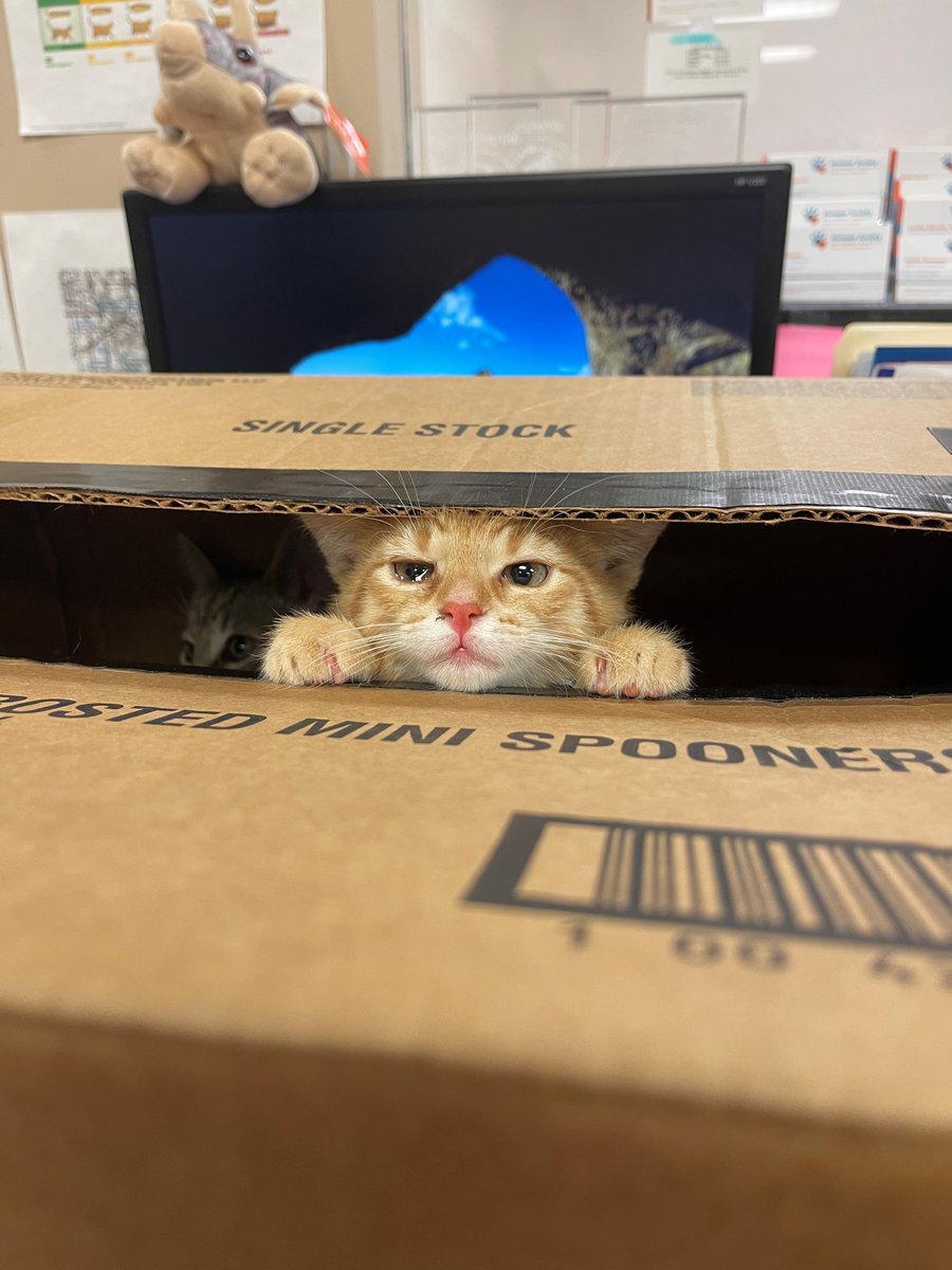 Humane Society of Summit County tweet media