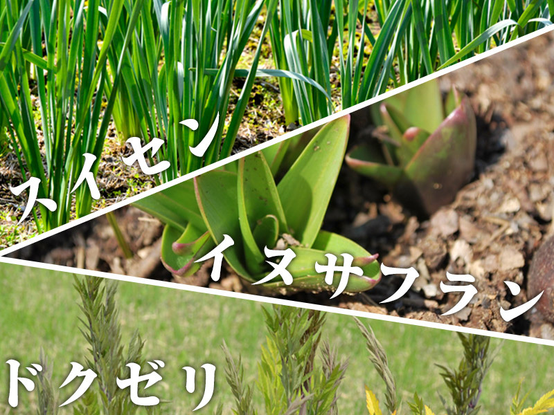 これ見つけても食べちゃダメ 山菜と間違えて食べたらエラいことになる植物がこちら ちょっと怖くなった Togetter