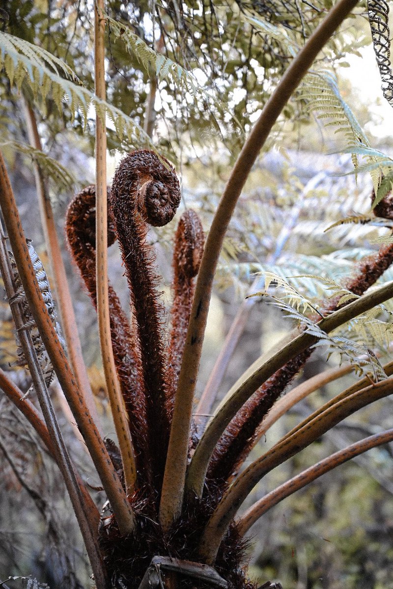 alexisacreative's tweet photo. In New Zealand it’s *illegal* to be a photographer and not have multiple photos of Koru (Fern) fronds. Here’s some of my faves 👇 #NewZealand https://t.co/OvxqCI2TKS