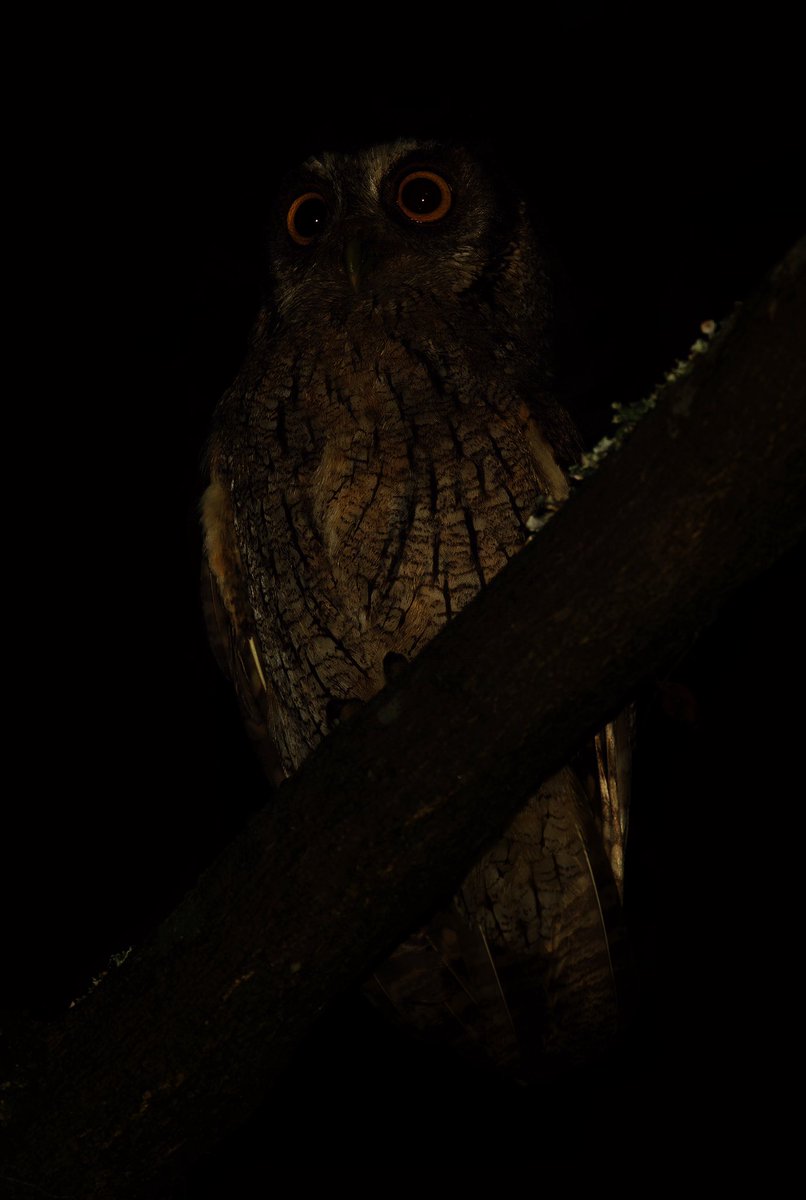 davidascanio's tweet photo. Con el registro de este curucucú llego a las 150 especies de aves registradas en el fabuloso Parque del Este, estado Miranda. Es increíble que en tan pequeña área llevamos registradas más del 10% de todas las aves de Venezuela. #abtbirds https://t.co/uhXJCljNxd