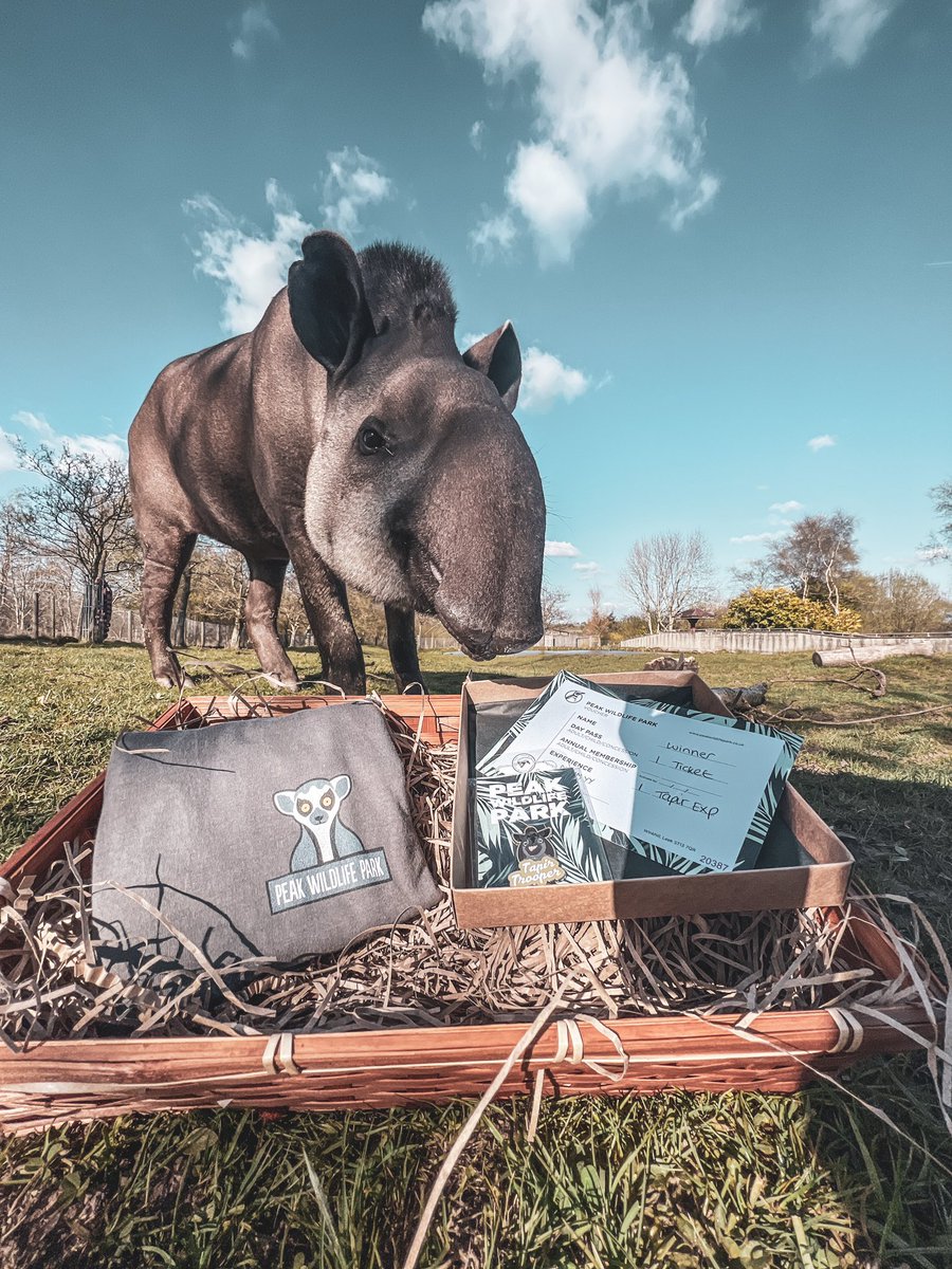 PeakWP's tweet photo. HAMPER AUCTION: 
Tapir ex for 2
PWP T-Shirt 
Tapir pin badge 
Certificate 
Goodie bag 

Just a end us a DM with your bid, auction ends Sat 30th April, the highest bid wins

proceeds will go to Lowland Tapir Conservation Initiative 💕

#WorldTapirDay #ConservationIsKey https://t.co/GrQAr531XP