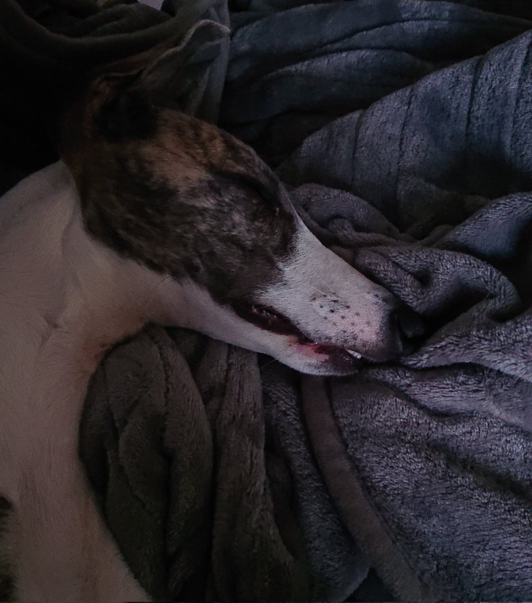 Noah_Noir_'s tweet image. One for the end of #whippetwednesday 🐾❤️