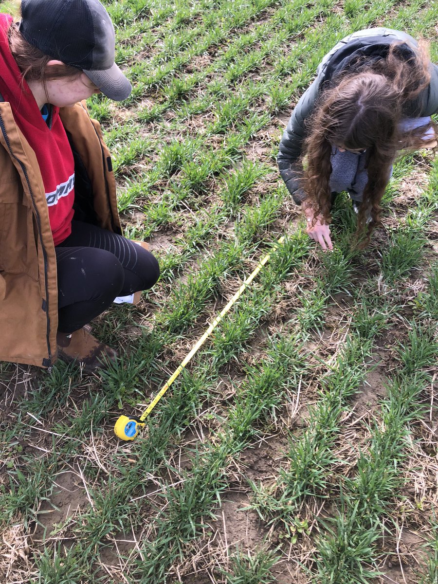 Crop scouting winter wheat. Population counts and weed ID. ( that's volunteer canola)