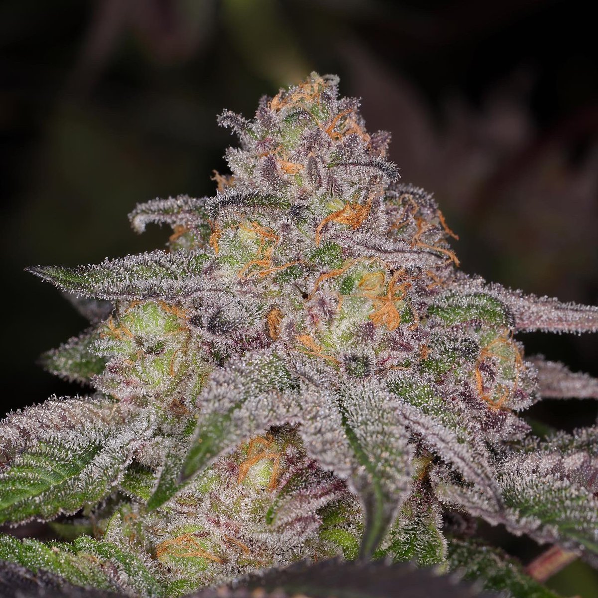 beyondhypeseeds's tweet photo. Blue Lemoon grown and bred by @beyond_hype_seed_co currently available at @midwest_mountain_seed_bank and @ralph_rosinburg 

Blue Lemoon - Lemoon Cake x Blueberry Muffin Top

Lemoon Cake - Wedding Cake x Lemonge 

Blueberry Muffin Top - Pre 99 Blueberry x (Muffin x OZ Kush) https://t.co/XUp3I1LJxZ