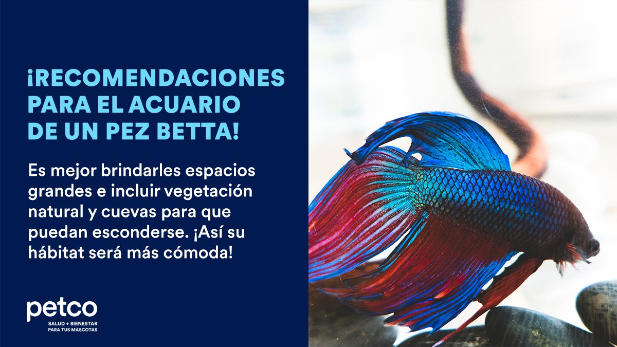 PetcoMexico's tweet photo. También recomendamos poner grava especial en el fondo y agregar un acondicionador de #acuario para mejorar la calidad del agua. 💧 Puedes encontrar todo para tu #Betta aquí https://t.co/JiZsFsB3vi 👈🐟
#PetcoMéxico #PetcoFamily #PezBetta https://t.co/sG8cTvaVbB
